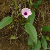 Argyreia elliptica (Roth) Choisy